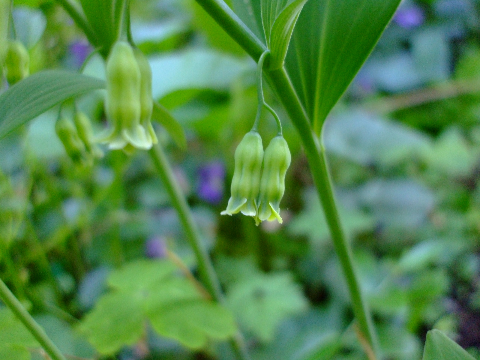 Polygonatum pubescens